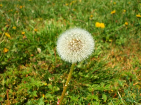 Close up of the dandelion seeds.