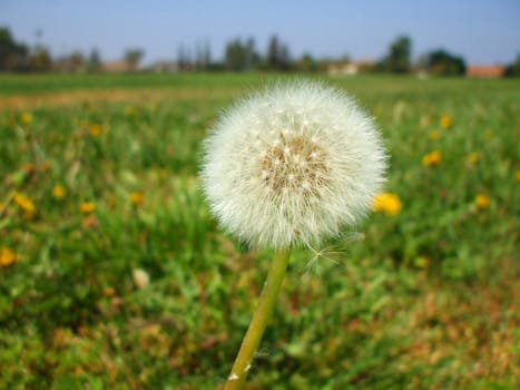 Close up of the dandelion seeds.