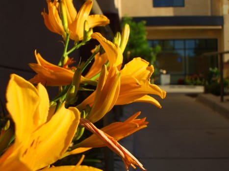 Close up of the yellow daylily flowers.