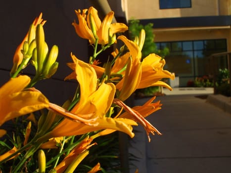 Close up of the yellow daylily flowers.