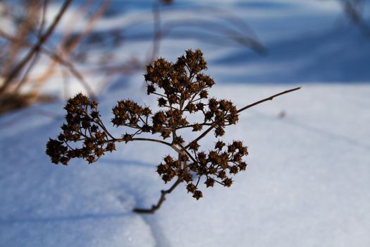 closeup of dry grass in snowdrift