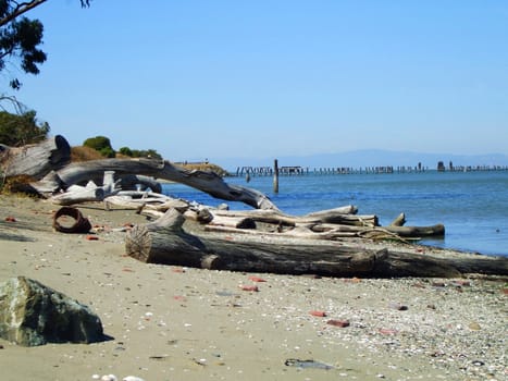 Close up of a driftwood on a shore.