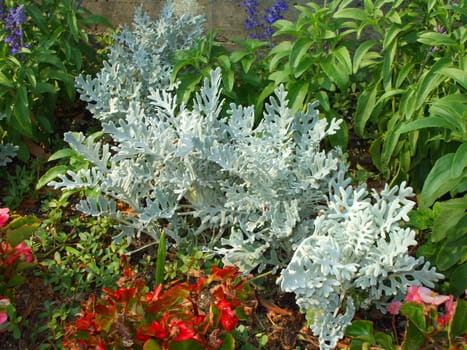 Close up of the dusty miller plants.