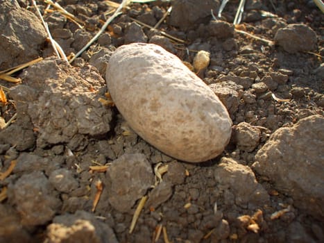 Close up of stones showing unique pattern.