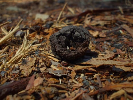 Close up of an eucalyptus seed.