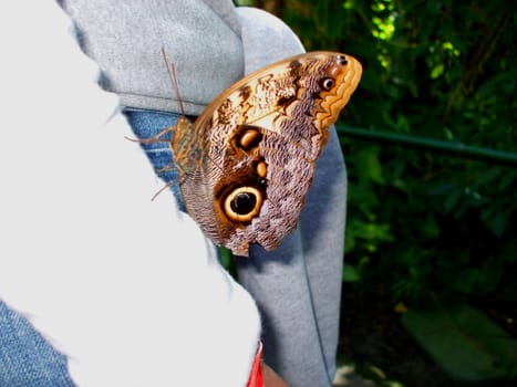 Close up of an exotic moth.