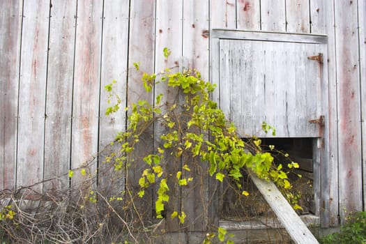 Fragment of farm barn with maize soy and wheat fields  