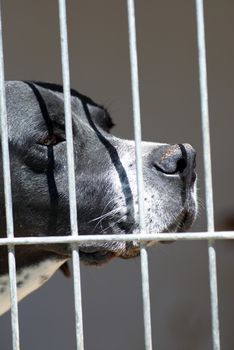 Dog with a sad expression in his cage