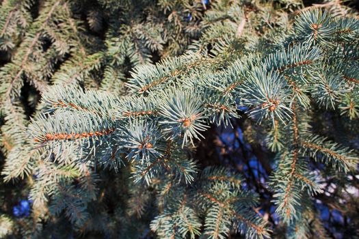 closeup of spruce branches in winter park