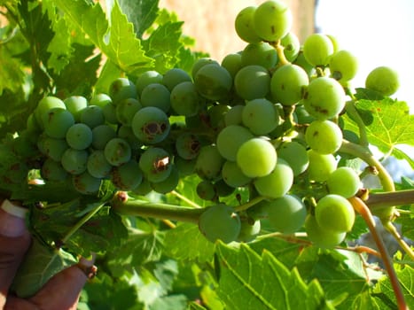 Close up of the grapes on vine.