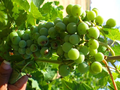 Close up of the grapes on vine.