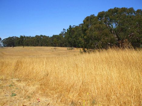 Grass field on a sunny day.