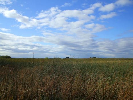 Grass field on a sunny day.