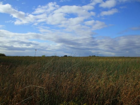 Grass field on a sunny day.