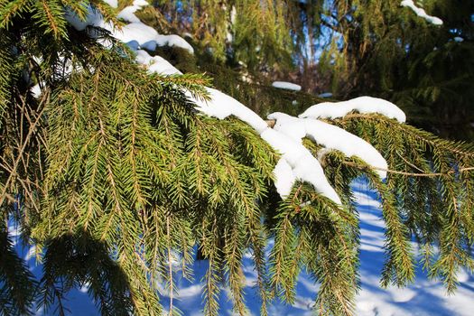 closeup of spruce branches in winter park