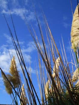 Close up of the feather plants over blue sky.