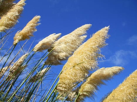 Close up of the feather plants over blue sky.