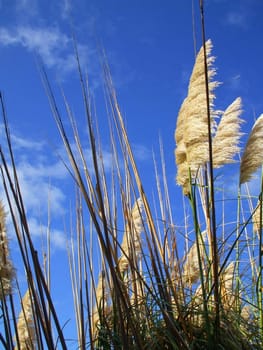 Close up of the feather plants over blue sky.