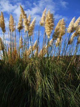 Close up of the feather plants over blue sky.