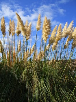 Close up of the feather plants over blue sky.