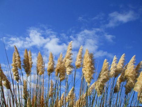 Close up of the feather plants over blue sky.