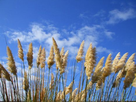 Close up of the feather plants over blue sky.