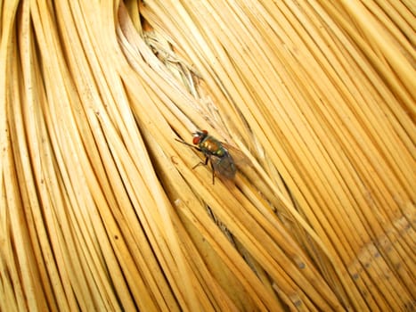 Close up of a house fly.