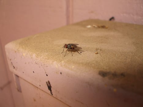 Close up of a house fly.