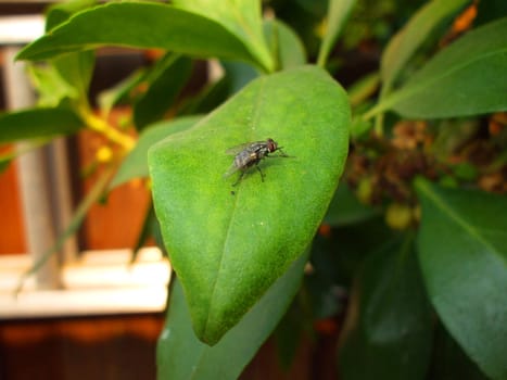 Close up of a house fly.