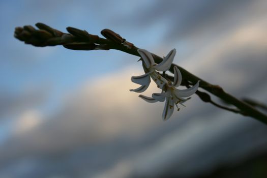 White flowers against a cloudy sky