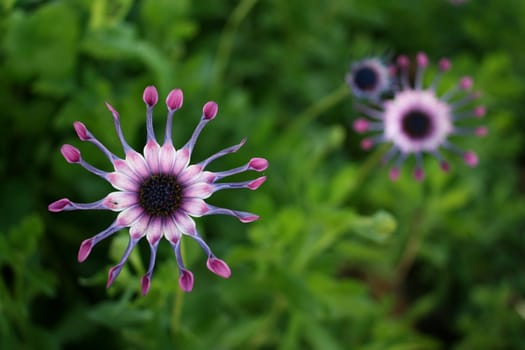 Purple African Daisy closing on dusk. taken using wide angle lens.