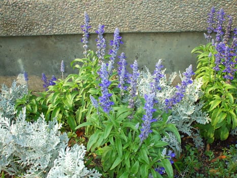 Close up of the wild plants on a sunny day.