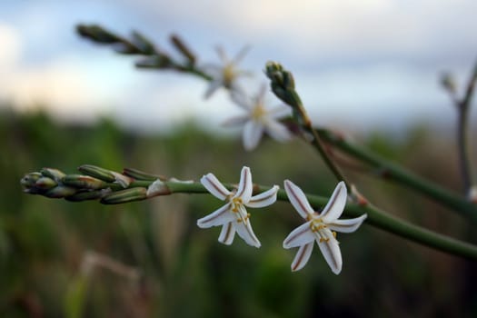 White flowers against a cloudy sky