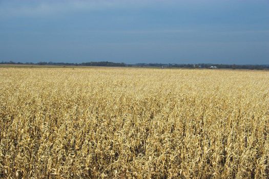 Countryside surrounded by colorful fields and meadows