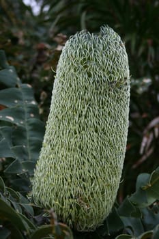 West Australian Wildflower - flower heads are up to 40 centimetres long by 10 centimetres wide.  Bull Banksia - Banksia Grandis