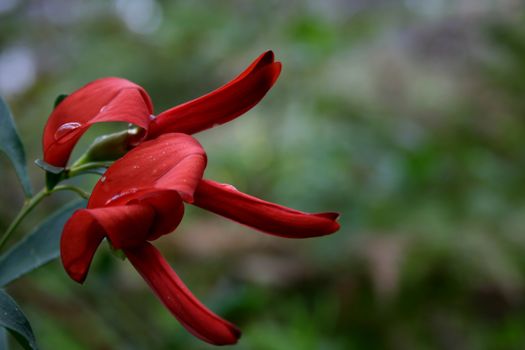 West Australian Wildflower called commonly  Cockies Tongues (Cockatoo Tongues) - Templetonia refusa