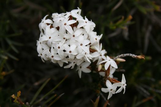 West Australian wildflower - Curry Flower - Lysinema ciliatum