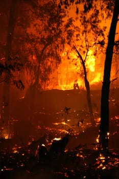 Bushfire/Wildfire closeup at night