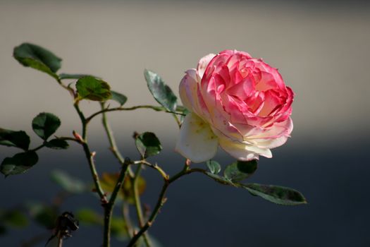 Macro of single rose flower - narrow depth of field and room left for text.