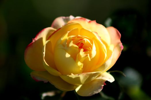 Macro of single rose flower - narrow depth of field and room left for text.