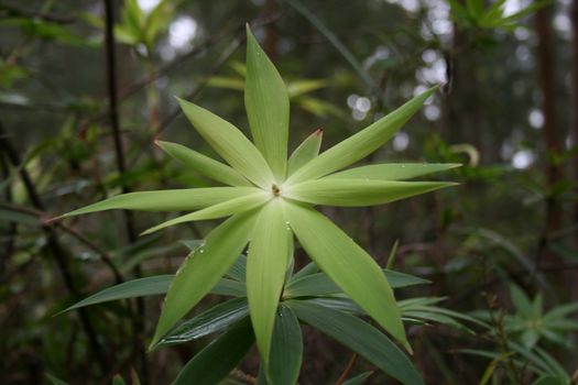 Native Australian Bamboo plant only found in Western Australia