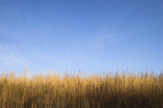 Countryside surrounded by colorful fields and meadows