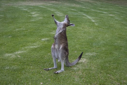 Kangaroo Stretching - Similar to yoga movements, paw held high