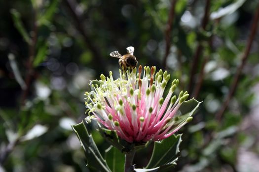 West Australian Wildflower with bee - Banksia cuneata (Matchstick or Quairading Banksia)