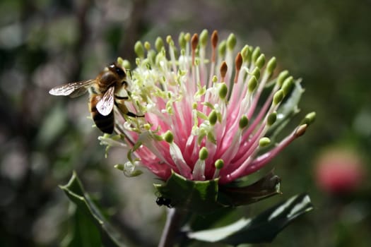 West Australian Wildflower with bee - Banksia cuneata (Matchstick or Quairading Banksia)