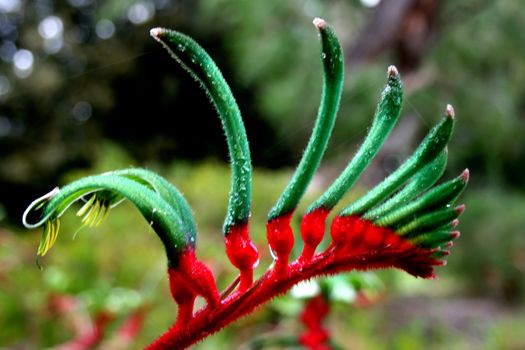 West Australian wildflower - Anigozanthos manglesii (Mangles or Red & Green Kangaroo Paw).