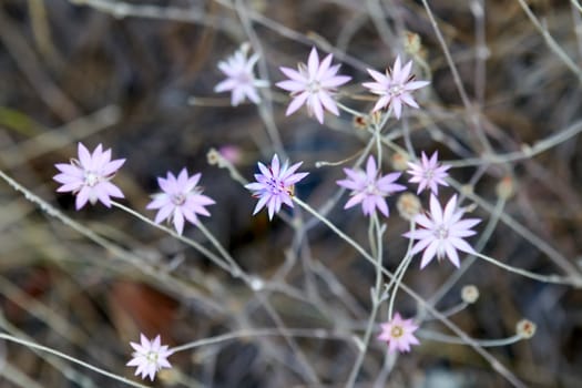 light violet flowers leave in dry tropic grass