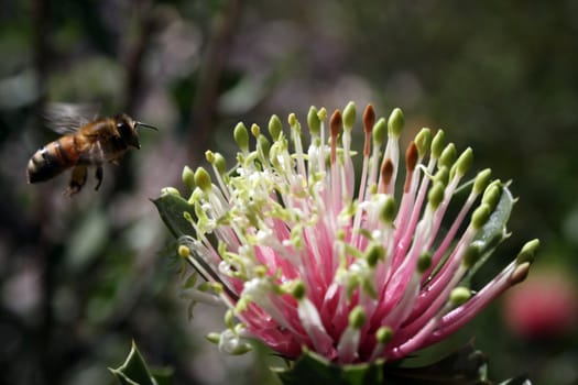 West Australian Wildflower with bee - Banksia cuneata (Matchstick or Quairading Banksia)