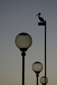 Pelican resting on top of lamp pole at dusk