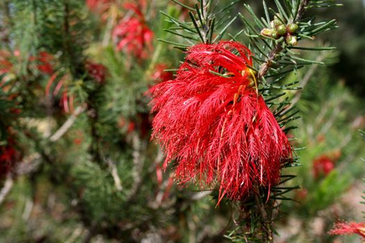 West Australian wildflower - One-Sided Bottlebrush - Calothamnus Quadrifidis